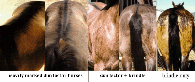 Pictures of heavily marked duns and brindle duns