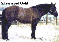 Silverwood Gold
