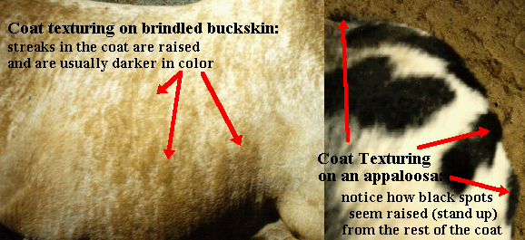 picture of coat texturing