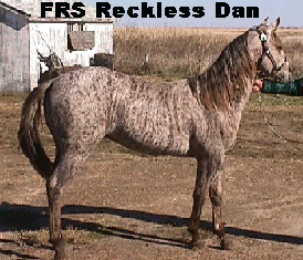 Picture of a Brindle Horse