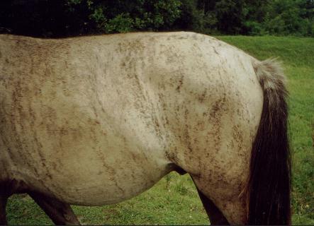 Pictures of Brindle Horses
