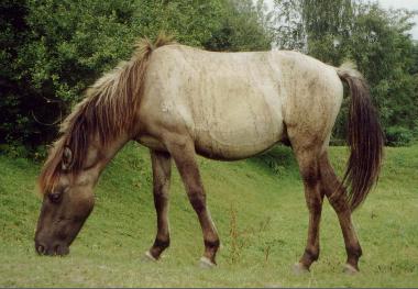 Pictures of Brindle Horses
